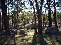 Granite forests, Yarrowyck  IMGP9780